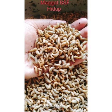 Jual Maggot Hidup Magot Bsf Fresh Gr Pakan Burung Ikan