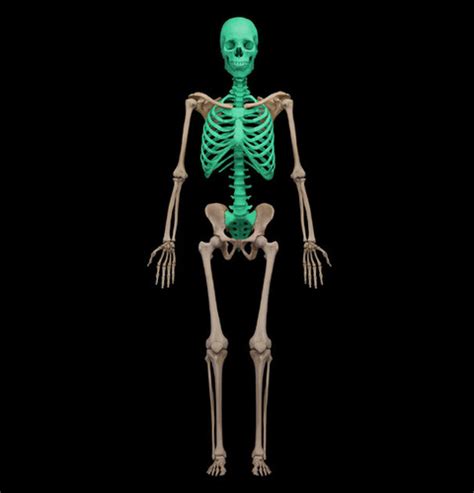 A P 1 Lab Chapter 8 The Axial Skeleton Flashcards Quizlet