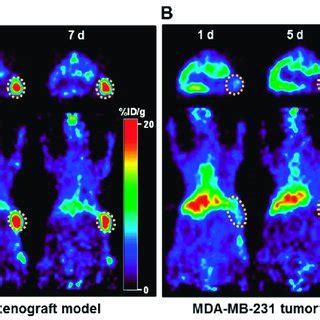 Immuno Pet Imaging Of Zr Dfo Pertuzumab In Her Positive Jimt