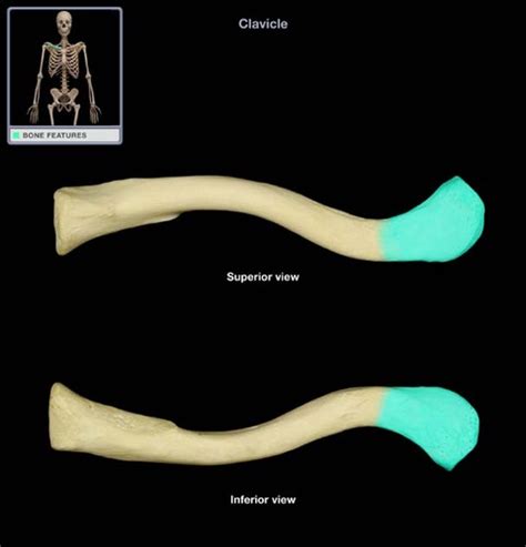 Upper Extremity Osteology Flashcards Quizlet