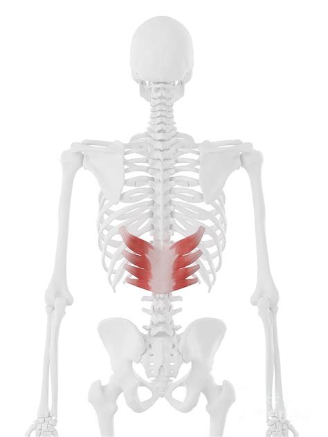 Serratus Posterior Inferior Muscle Photograph By Sebastian Kaulitzki