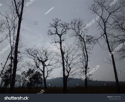 Hollong tree Images, Stock Photos & Vectors | Shutterstock