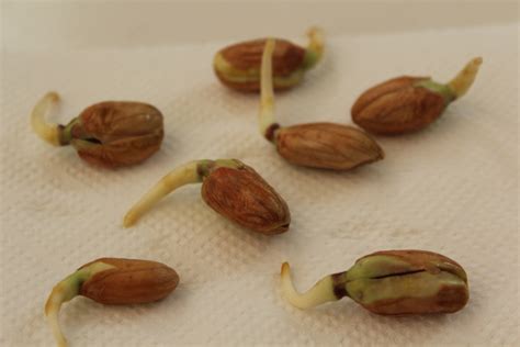 Cómo germinar pistachos Huerto en casa