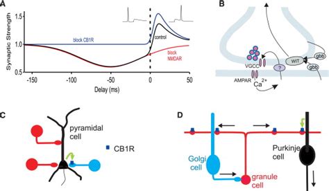 Activity Dependent Regulation Of Synapses By Retrograde Messengers Neuron