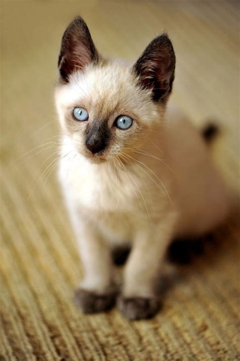 6 Intriguing Facts About Seal Point Siamese Cats Artofit