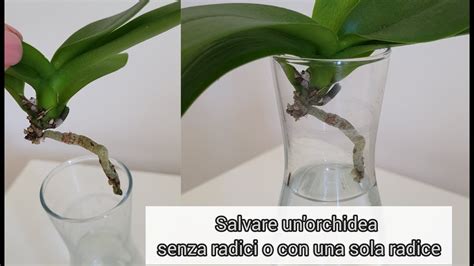 Tutorial Come Salvare Un Orchidea Senza Radici O Con Una Sola Radice