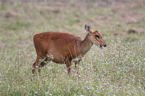 Northern Red Muntjac From Hin Tung Mueang Nakhon Nayok District