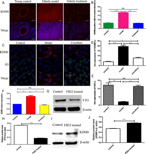 The Changes In Kdm After Treatment With Bmmscs A B Immunofluorescence