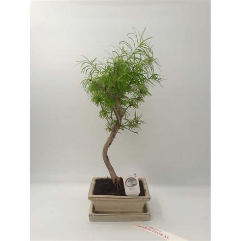 Bonsai Pseudolarix