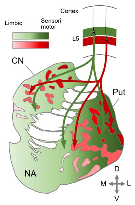 Segregated Connectivity Of The Cortico Striatal Pathway The