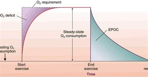 Aerobic And Anaerobic Respiration Flashcards Quizlet