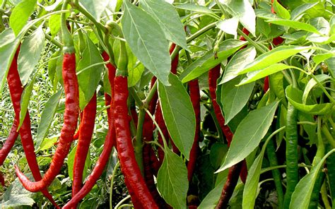 Chili Cayenne Saatgut Capsicum Annuum Gew Rzpaprika Chili