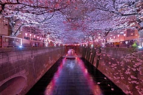 Cherry Blossom | Tokyo Park