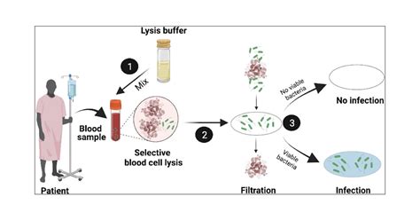 Toward Rapid Detection Of Viable Bacteria In Whole Blood For Early