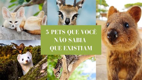 Os 5 animais de estimação que você não sabia que existiam Proto