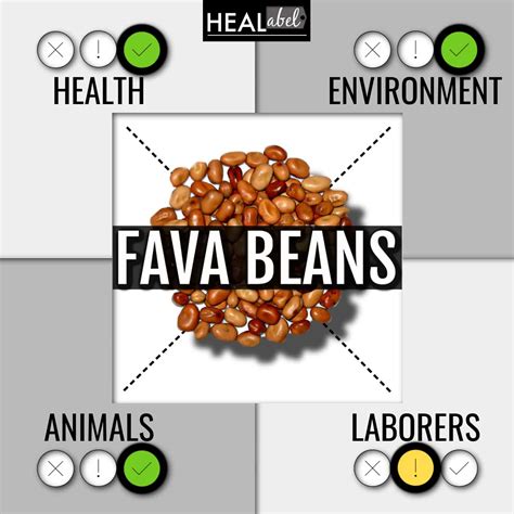 Fava Bean Health Benefits Archives Healabel