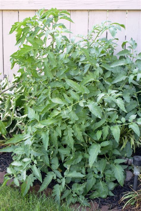 How To Fertilize Tomatoes In Pots For A Bigger Harvest