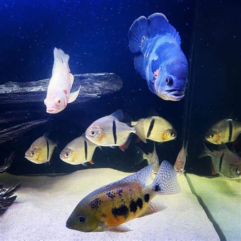 Silver Dollar Fish: Types, Tank Mates & Care - AC Aquarium Life