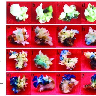 The Process Of Agrobacterium Mediated Soybean Half Seed Transformation