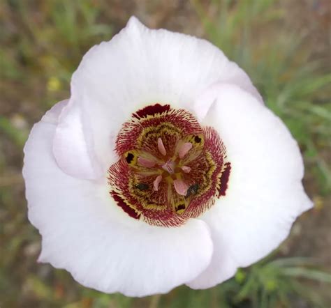 Calochortus Vestae Coast Range Mariposa Lily Humboldt Life Lost