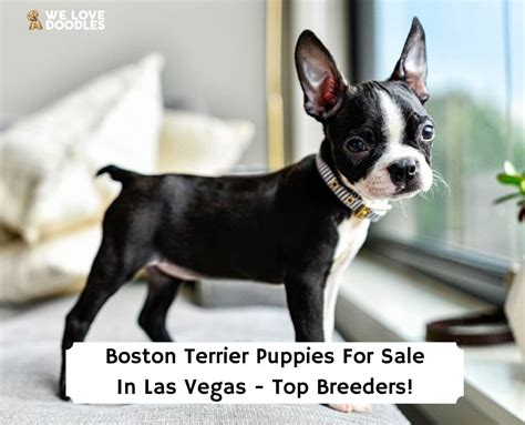 Are Boston Terrier Puppies Easy To Potty Train