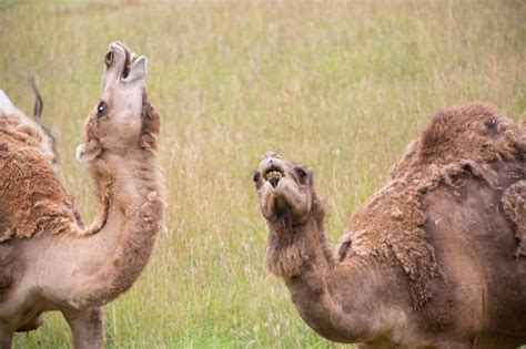 Camel Eyelid Trio Vision Secrets