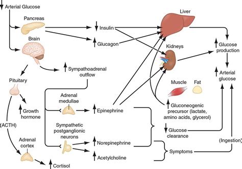 Hypoglycemia Basicmedical Key