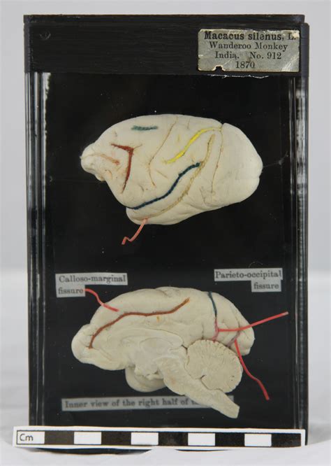 Collections Care Oxford University Museum Of Natural History