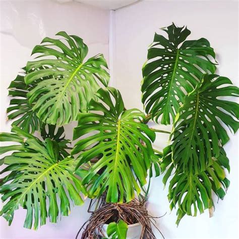 Jual Tanaman Hias Monstera Deliciousa Giant King Tanaman Indoor