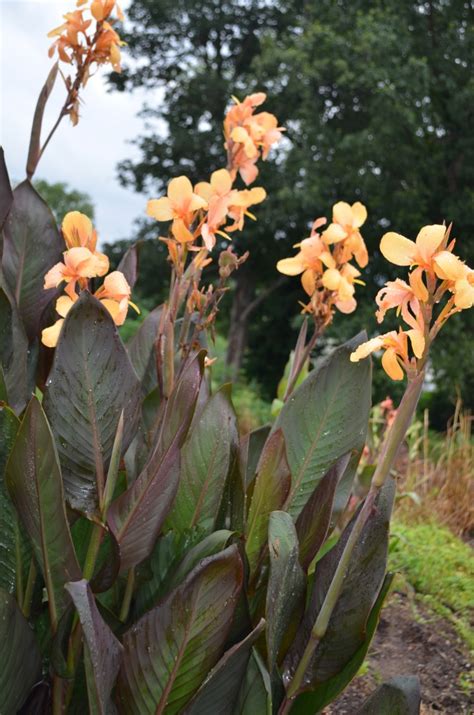 Canna Day Dreamer Brians Botanicals