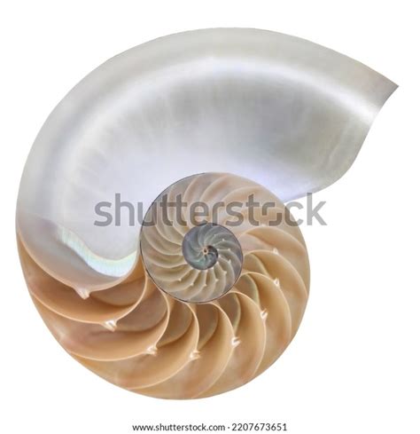 Nautilus Pompilius Living Fossil Mollusca Chambered Stock Photo