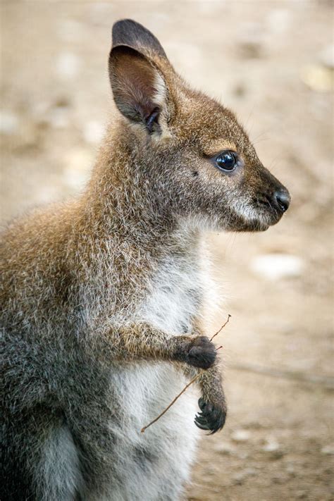 baby kangaroo  stock photo public domain pictures