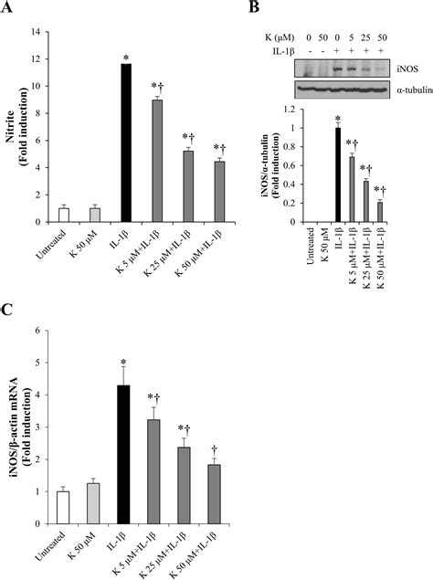 Regulatory Mechanisms Of Kaempferol On Inos Expression In Rinm F