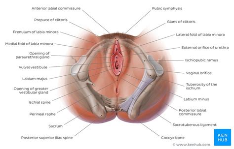 Female Reproductive Organ Study Guide Inspirit