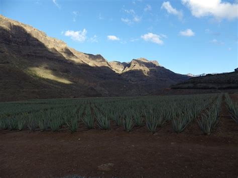 Finca Canarias Aloe Vera Ingenio Aktuelle 2021 Lohnt Es Sich