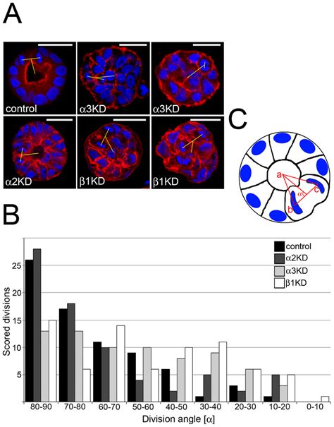 Integrin Is Required For Mitotic Spindle Orientation A Control