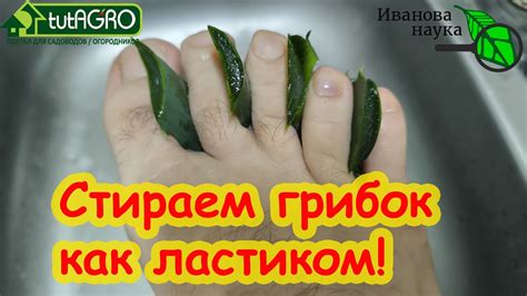 ИЗБАВЬТЕСЬ И ВЫ ОТ ГРИБКА НАВСЕГДА! Домашнее средство от грибка на ...