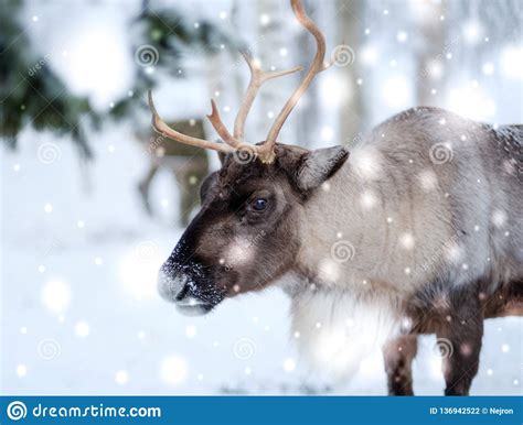 Reindeer In Lapland Northern Finland Stock Photo Image Of Nordic