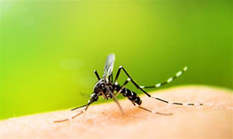 Who Launches Global Plan To Fight Dengue Aedes Borne Arboviral Diseases