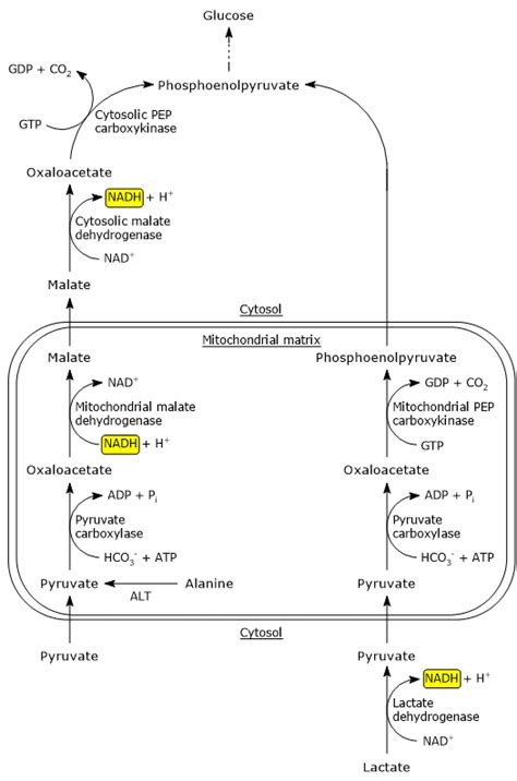 Gluconeogenesis Definition Steps Regulation And Precursors