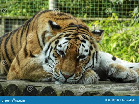 Relaxing Tiger Stock Photo Image Of Resting Laying 104424186