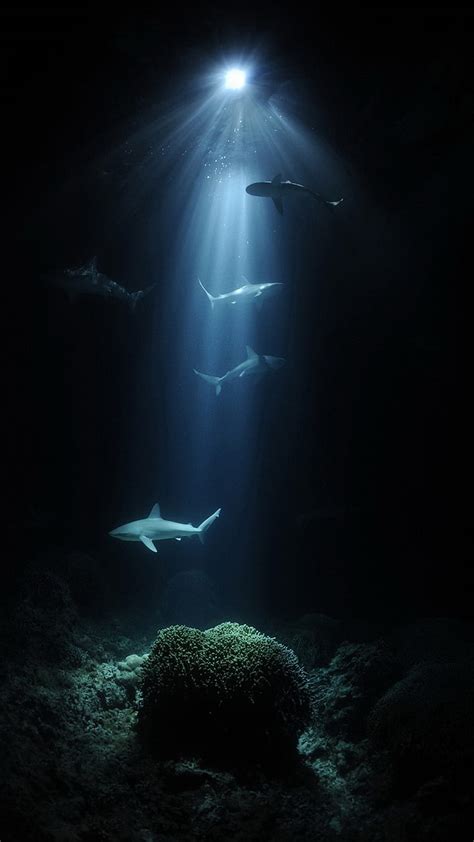 Under Sea Fish Water Hd Phone Wallpaper Peakpx