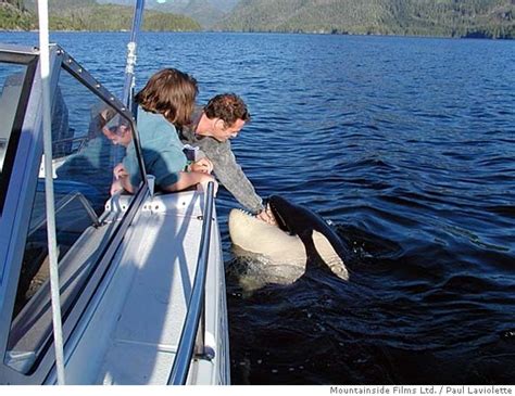 Friendly Wild Orca Whale See Theyre Curious Of Humans And There Is