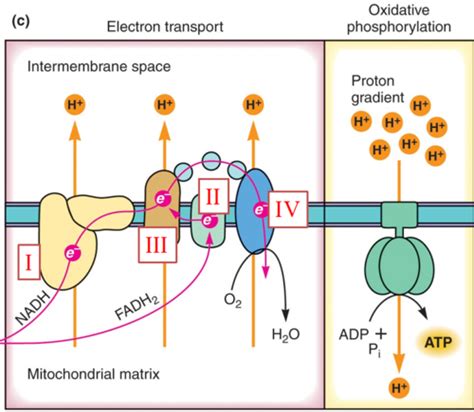 MCB 450 Lecture 6 Oxidative Phosphorylation Flashcards Quizlet