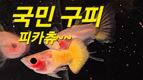 킴디구피채널 국민구피 Guppy 피카츄 And 몽키바나나 And 글라스벨리 골든 And 시스루 옐로우 Youtube