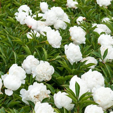 Double White Flowering Peony Perennial Plants Plants Bulbs Seeds At