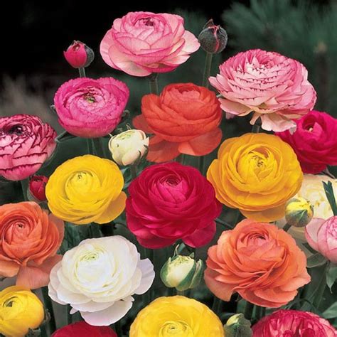 Ranunculus Mixed Persian Buttercup K Van Bourgondien