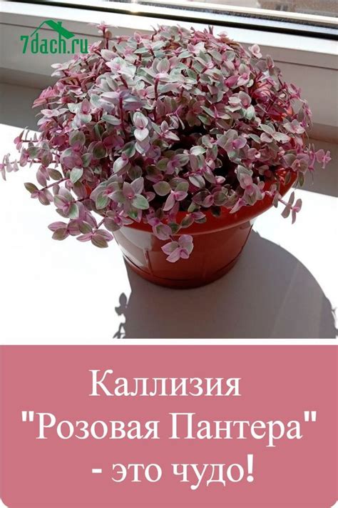 Ажурная каллизия Розовая Пантера (Callisia repens “Pink Panther ...