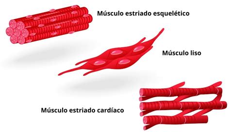 Sistema Muscular