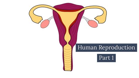 Human Reproduction Part 1 Female Reproductive System Leaving Cert Biology Youtube